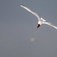 Озерная чайка :: Владимир Лазарев