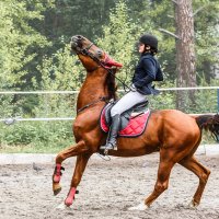 Конкур :: SanSan 