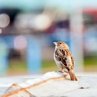 Мечты о космосе :: Валерий Иванович