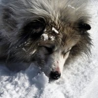 Уставший дружок) :: Татьяна Чаброва