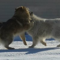 Два друга) :: Татьяна Чаброва