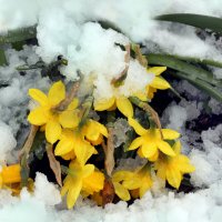 Нарциссы. Снегопад 27 апреля :: Михаил Бибичков
