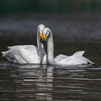 Лебеди :: Михаил Измайлов