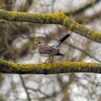 ******* :: Виталий Емельянов