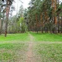 В весеннем лесу. :: Милешкин Владимир Алексеевич 