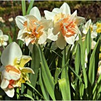 Нарциссы. :: Валерия Комова