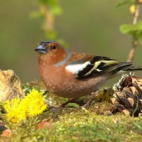 ... :: Вячеслав Минаев