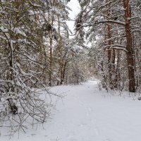 Весна после снегопад :: Александр Синдерёв