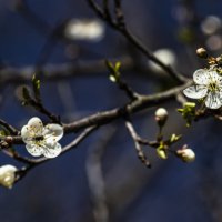 Цветение. :: Николай 