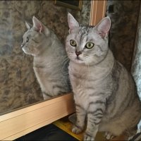 Свет мой, зеркальце, скажи...! :: Надежда 