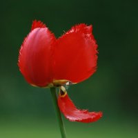 Отцветает :: Ирэн Отцветает :: Ирэн