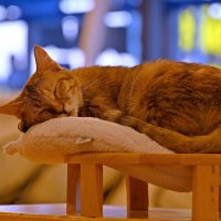 Тёплое тепло )) :: Владимир Куликов