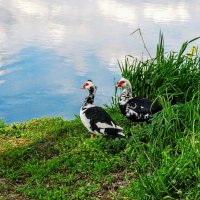 Весна. :: Владимир 