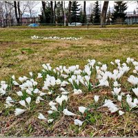 Полегли от сильного ветра. :: Лия ☼