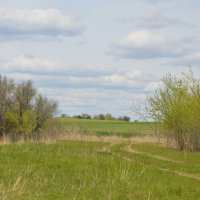 Нежная палитра Весны...предпоследний день апреля... :: Надежда Куркина 