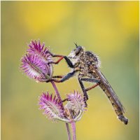 Ктырь.Robber fly. :: Александр Григорьев