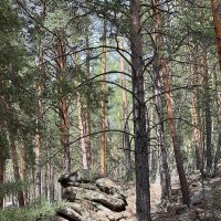 В горном лесу :: Андрей Хлопонин