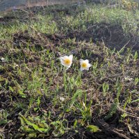 Два цветочка :: Андрей Хлопонин