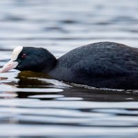 Лысуха :: Владимир Лазарев