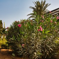 UAE 62 :: Arturs Ancans
