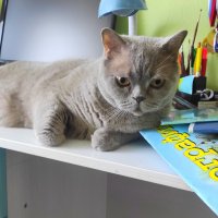 Кот учёный) :: Татьяна Лютаева