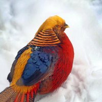 золотой фазан :: Михаил Бибичков