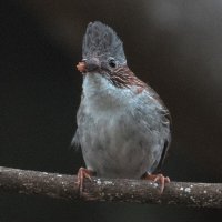 Индокитайская юхина :: Yudong Liu