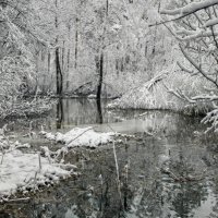 В лесу потоки :: sorovey Sol