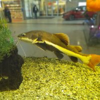 краснохвостый сом :: linnud 