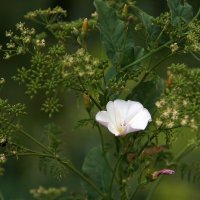 Природа в деталях :: Олег Кабанец