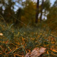 Осенний лист :: Анна Пигулевская