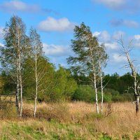 Апрельская зелень на берегу Куршского залива :: В.И 
