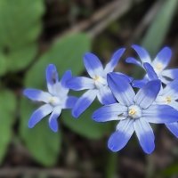 Один из самых первых... :: Olga Oskolkova