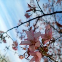 Сакура :: Сапсан 