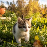 Маленькая котя :: Лилия 