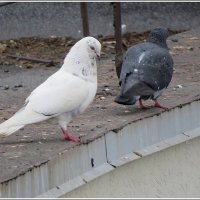 Прощай ... :: Сеня Белгородский