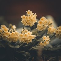 Примула :: Игорь Шевченко