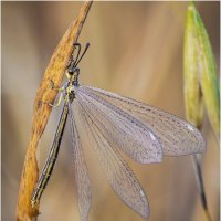 Муравьиный лев (Myrmeleontidae). :: Александр Григорьев