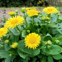 Солнышки весенние :: Мария Васильева
