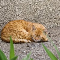 Спящий кот Рыжик :: Мариша Тим