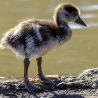 Нильский гусёнок. :: Alexander Amromin Нильский гусёнок. :: Alexander Amromin
