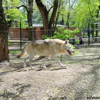 В ростовском зоопарке :: Нина Бутко