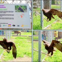 В ростовском зоопарке :: Нина Бутко