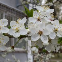 Цветет дикая вишня :: <<< Наташа >>>