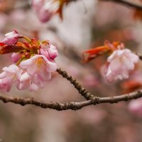 Про сакуру... :: Владимир Жданов