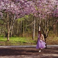 В цветении сакуры :: Nataly St. 
