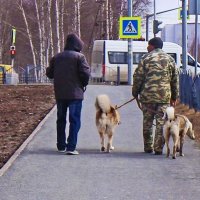 Май...Друзья-собаководы! :: Владимир Май...Друзья-собаководы! :: Владимир