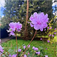 Рододендрон. :: Валерия Комова Рододендрон. :: Валерия Комова