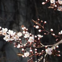 весенние зарисовки :: ИННА ПОРОХОВА