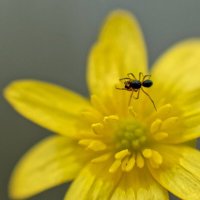 Паучок на чистеце :: Николай Чичерин